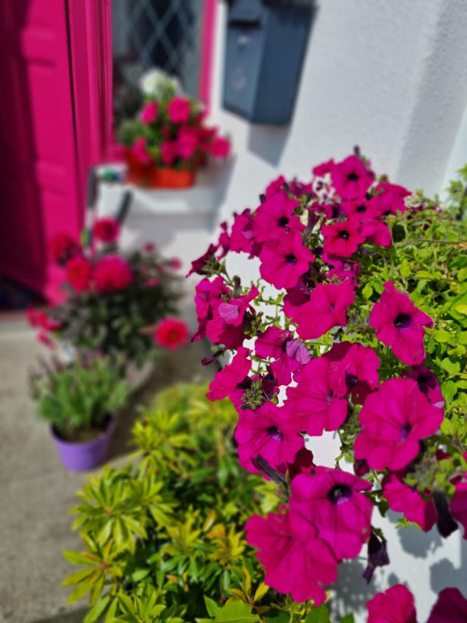 The Pink Door Leilighet Killala Eksteriør bilde